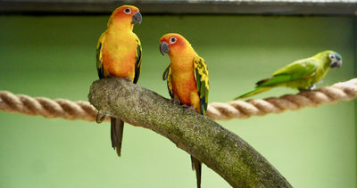 Unique Bird Names and Their Meanings