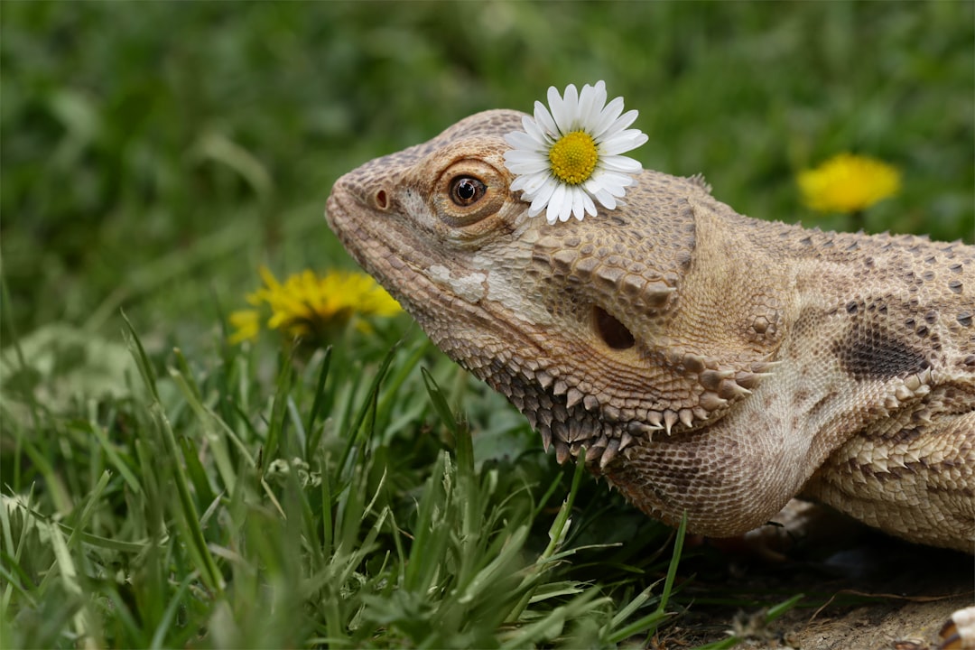Bearded Dragon Habitat: What Temperature Do They Need?