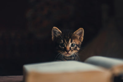 Best place to advertise kittens for sale