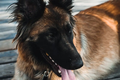 Discover-Real-Chicken-Jerky-Benefits-for-Dogs-Health Talis Us