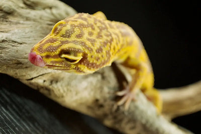 Temperature-and-Humidity-in-Gecko-Enclosures Talis Us