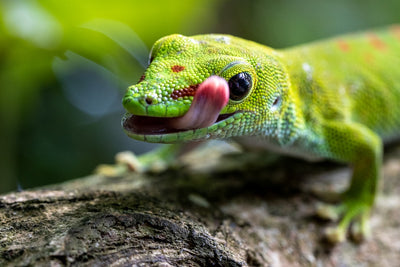 Best reptile supplies for beginners