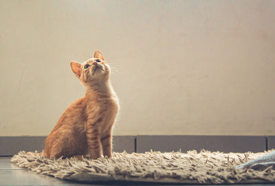 How can you get a cat