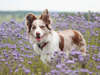 Holistic Treatment for Dogs with Allergies