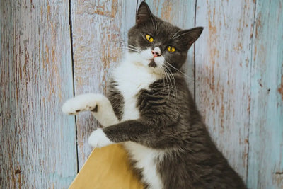 Choosing-the-Best-Cat-Scratching-Post Talis Us