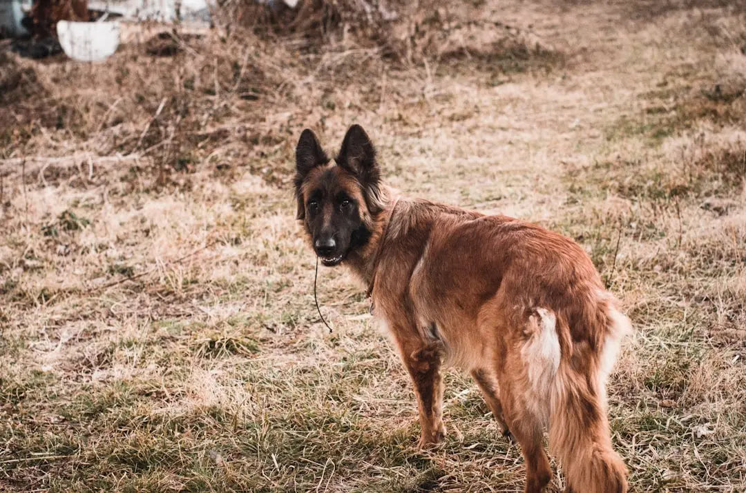 Satisfy-Your-Pup-With-Allergy-Friendly-Treats-Near-Me Talis Us