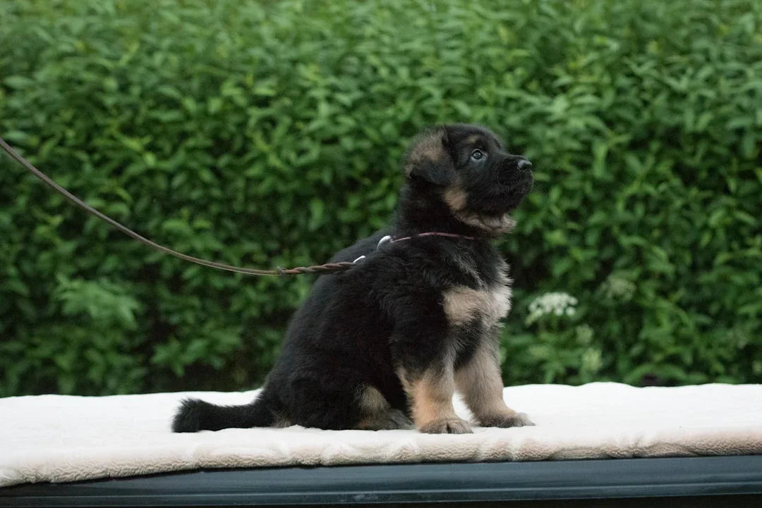 From Paws to Claws: How Talis-US Provides Diverse Pet Products for Every Animal