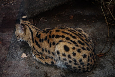 Exploring the Unique Traits of Servals