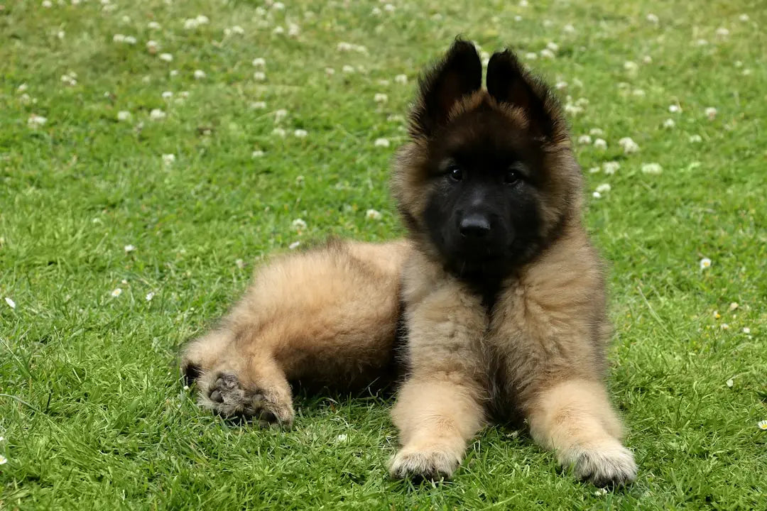 Premium-Natural-Soft-Dog-Treats-Online-for-Happy-Canines Talis Us