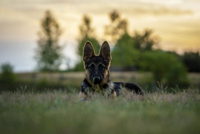Talis-us provides Military & Government Discounts for pet products