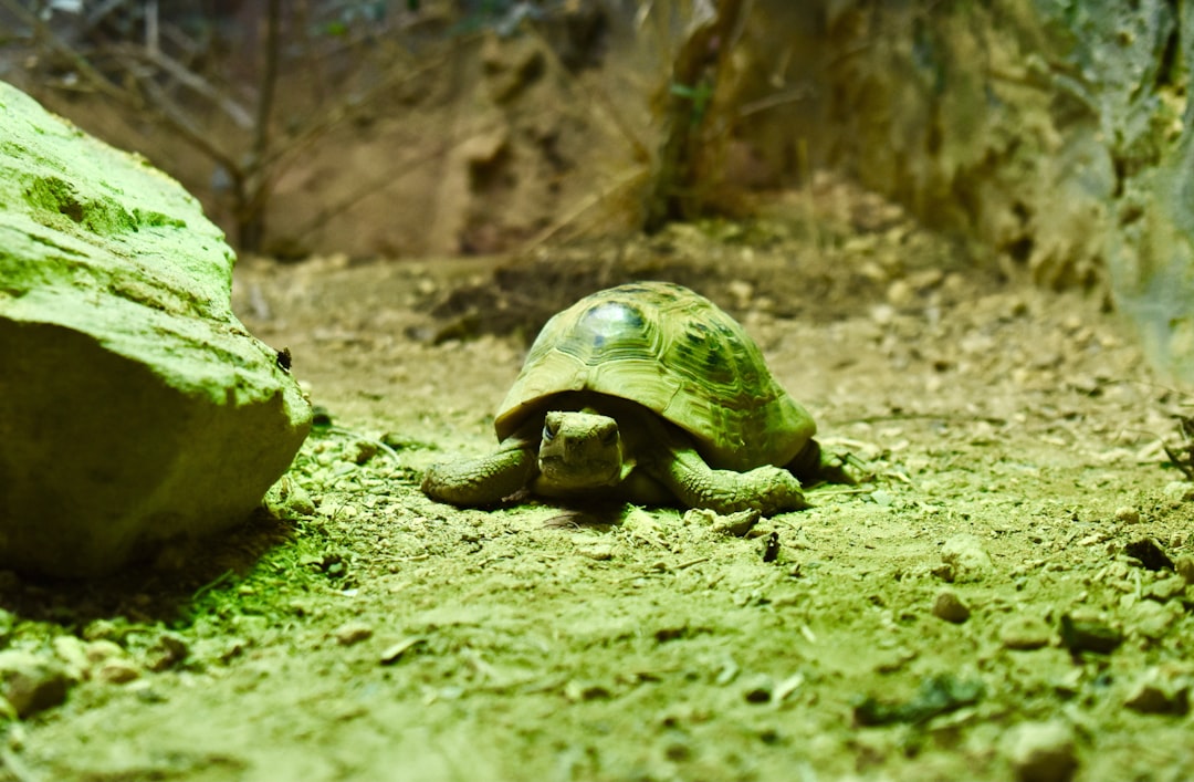 Do tortoises need a heat lamp