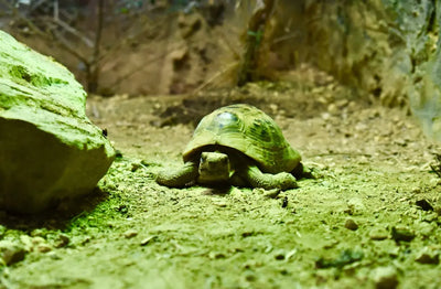 Do-tortoises-need-a-heat-lamp Talis Us