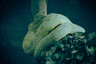 Top-5-Humidifiers-for-Reptile-Habitats Talis Us