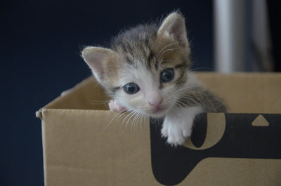 How much is it to buy a kitten