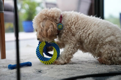 Enhance-Your-Dog-s-Health-With-Freeze-Dried-Food Talis Us