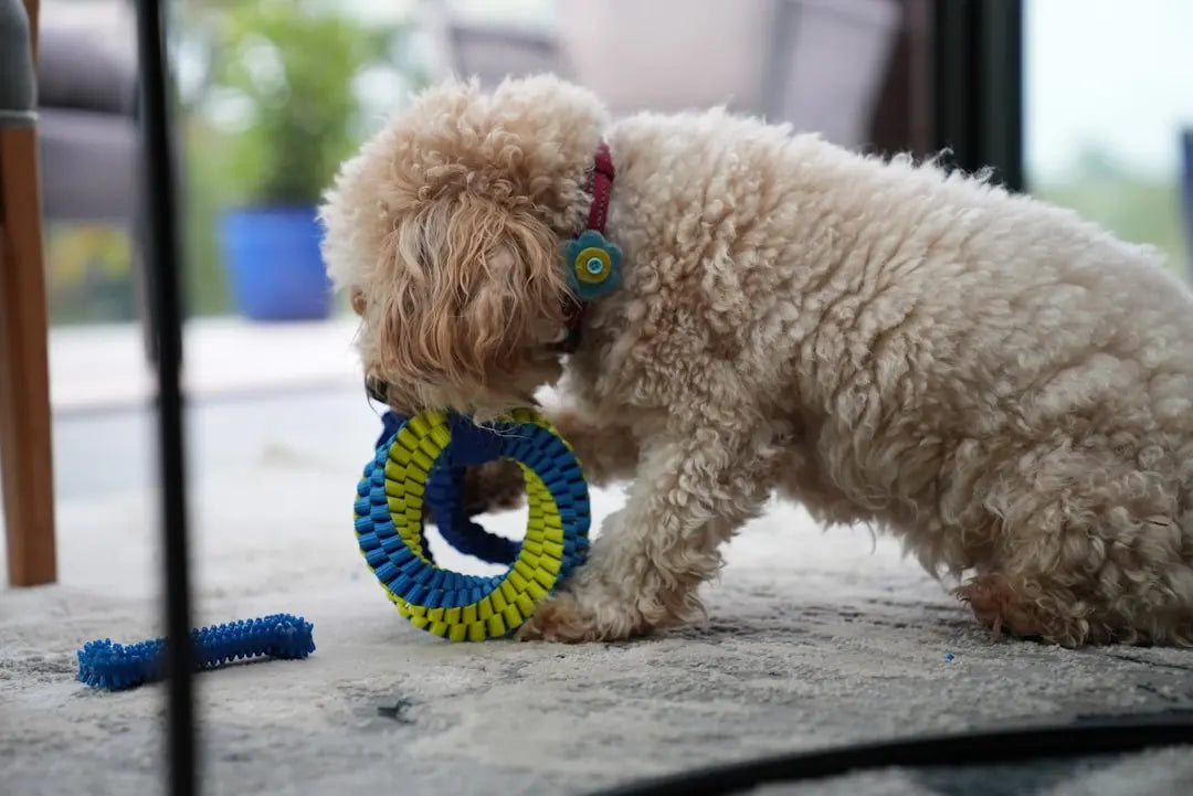 Enhance-Your-Dog-s-Health-With-Freeze-Dried-Food Talis Us
