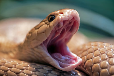 Top Sources for Fresh, High-Quality Reptile Food with Fast Delivery