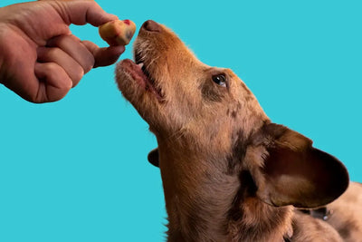 Benefits-of-Kangaroo-Dog-Treats-for-Health Talis Us