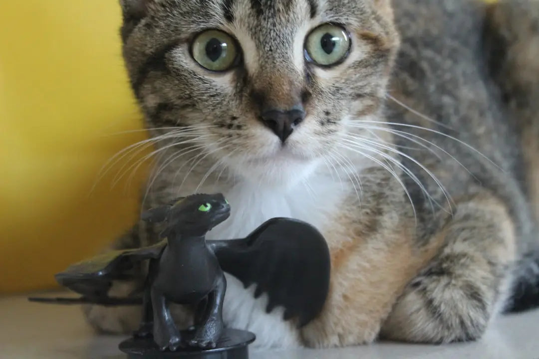 Discover-Top-Solutions-Best-Products-for-Drying-Wet-Cats Talis Us
