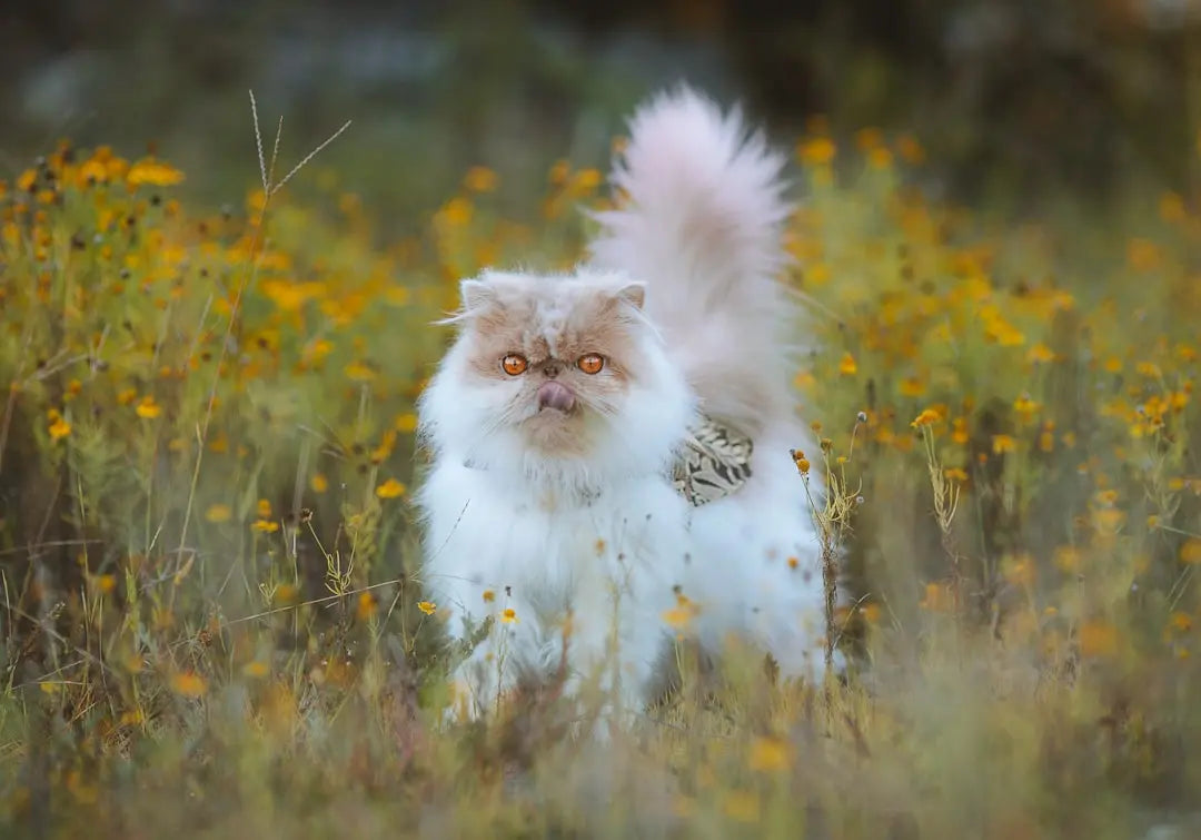 Understanding-Persian-Kittens-and-Allergies Talis Us