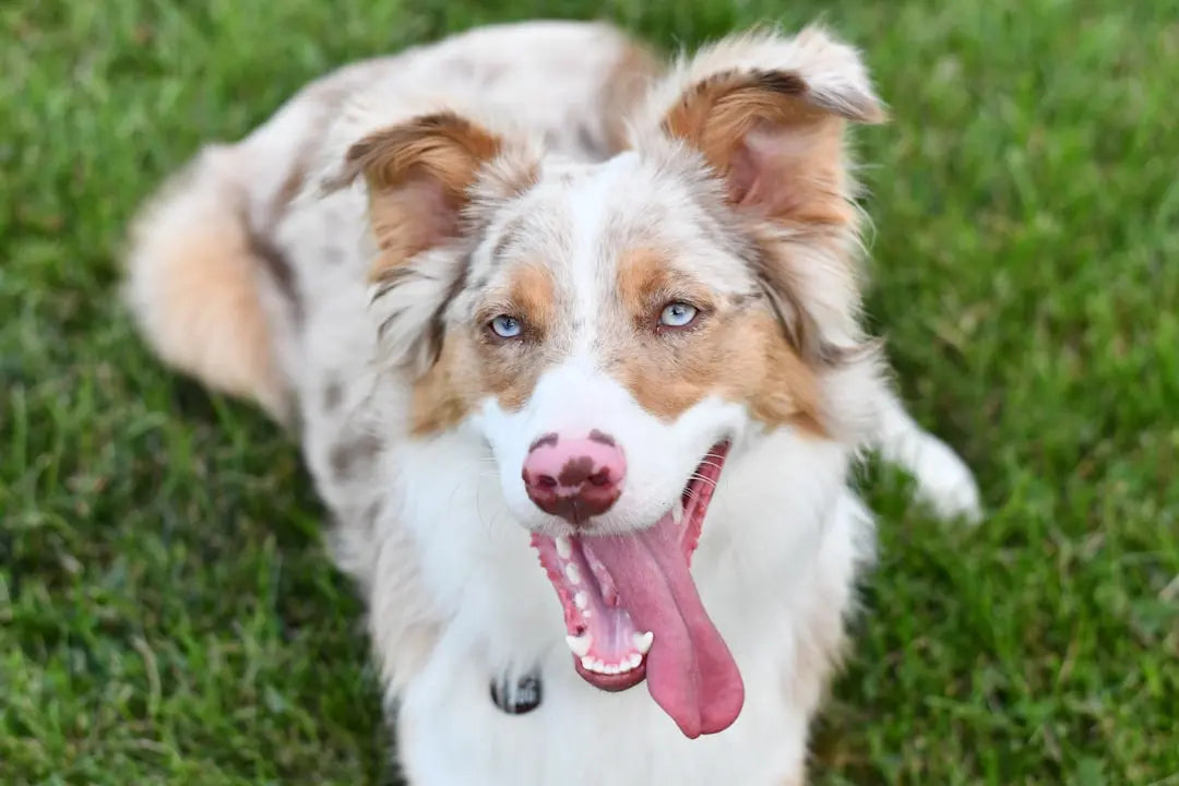 Understanding-the-Australian-Shepherd-s-Temperament Talis Us