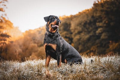 Discover Affordable Agility Training Equipment for Your Dog