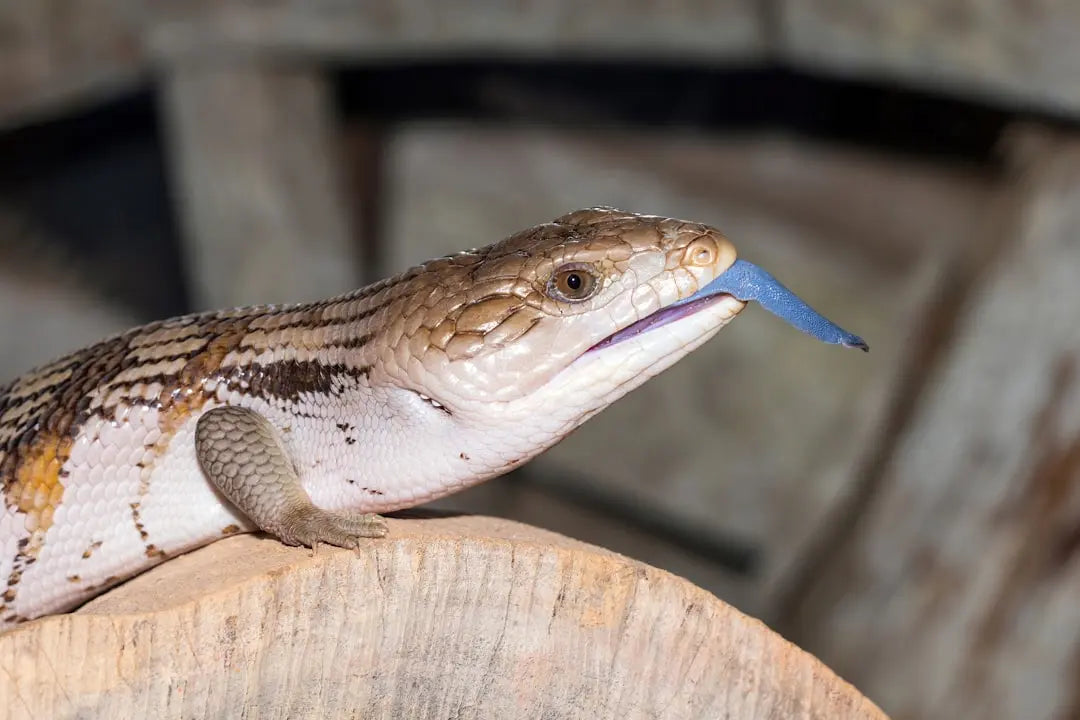 Essential-Tips-for-Blue-Tongue-Skink-Care Talis Us