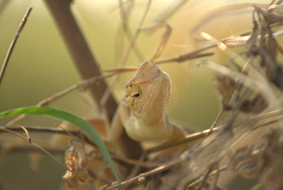Wood vs PVC for Reptile Cages: An Expert Comparison