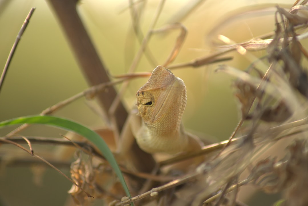 Wood vs PVC for Reptile Cages: An Expert Comparison