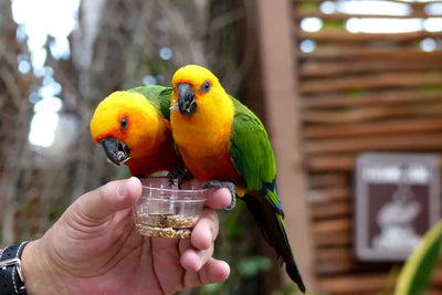 Creative-Cocktails-Inspired-by-Bird-Species Talis Us