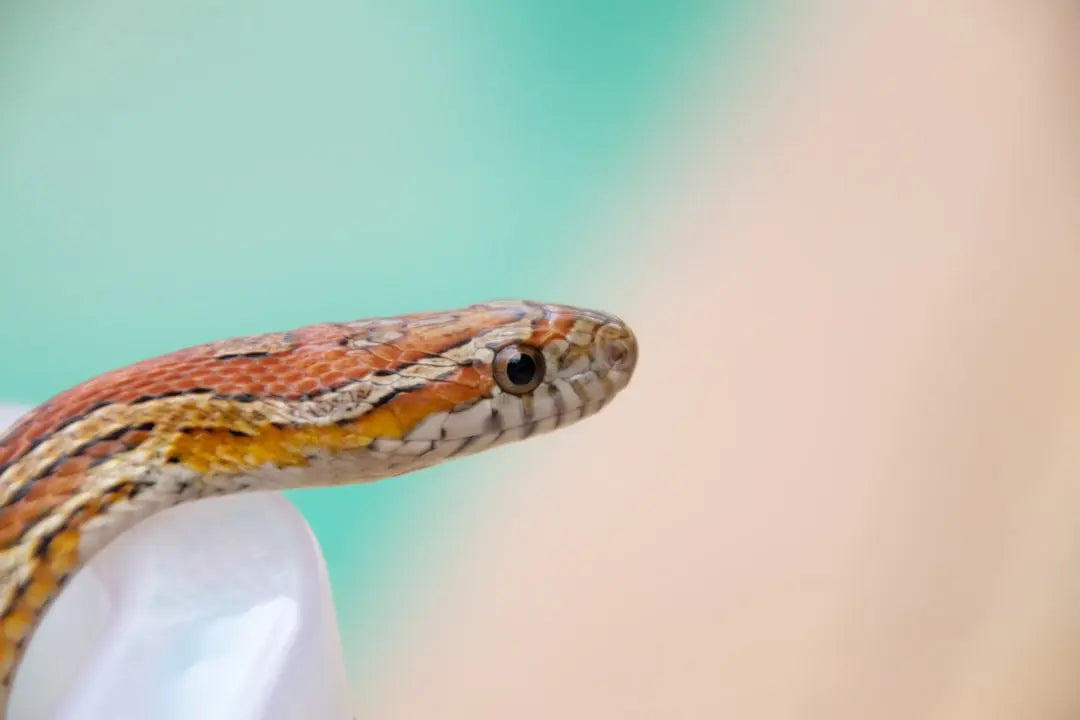 Master-Corn-Snake-Handling-Techniques-for-Safe-Interactions Talis Us
