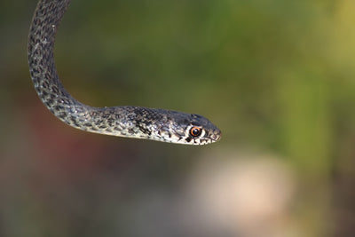 Halogen Heat Lamps for Reptiles: What to Know for 2025