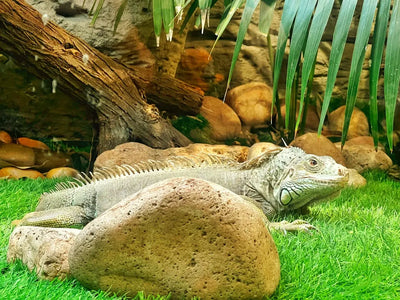 Discover-the-Best-Foods-for-Iguanas-A-Healthy-Diet-Guide Talis Us