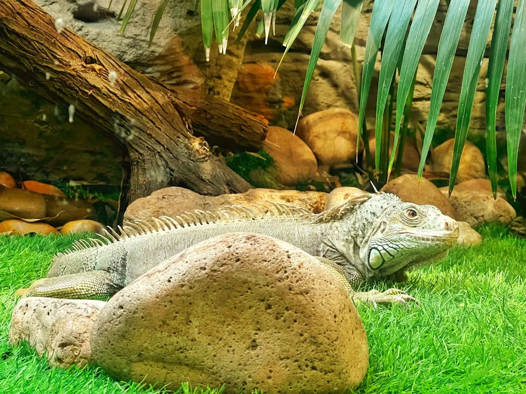 Discover-the-Best-Foods-for-Iguanas-A-Healthy-Diet-Guide Talis Us