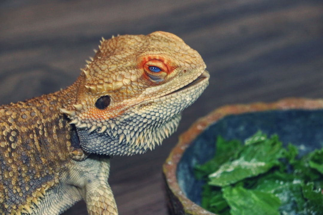 Optimal Bearded Dragon Diet: Meal Delivery Insights
