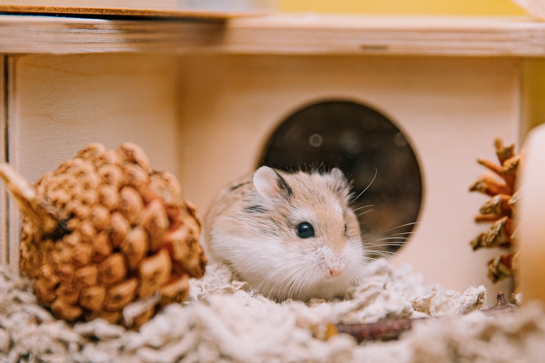 Where can I find affordable hamster supplies online?
