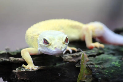 How-to-Maintain-Reptile-Humidity-A-Guide-for-Optimal-Health Talis Us
