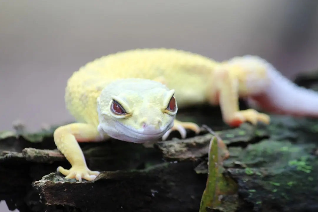How-to-Maintain-Reptile-Humidity-A-Guide-for-Optimal-Health Talis Us