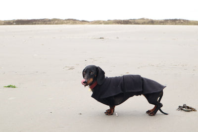 Choosing the Best Life Jacket for Dachshunds