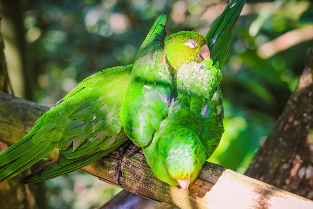 How-to-clip-a-parakeets-wings Talis Us