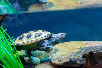 Setting Up a 20 Gallon Reptile Aquarium