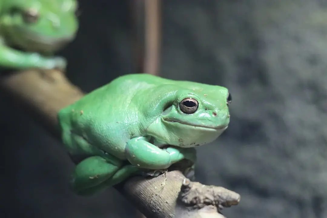 Exploring-Unique-Frog-Habitats-for-Sale Talis Us