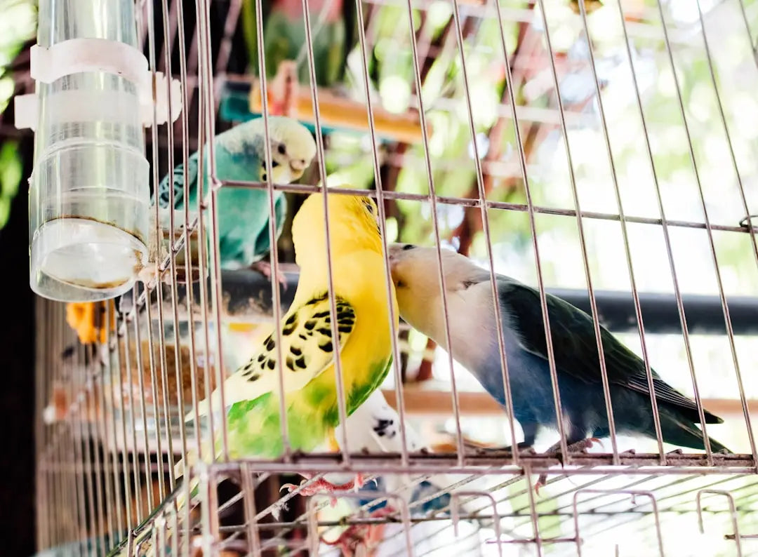 Essential-Bird-Breeding-Accessories-for-Success Talis Us