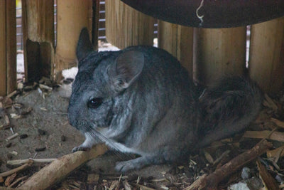 Understanding the Lifespan of Chinchillas