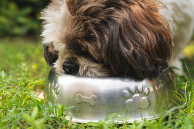 Can Dogs Eat Mushrooms? Vet Answers to Common Questions