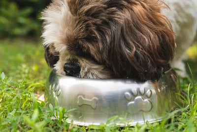Can-Dogs-Eat-Mushrooms-Vet-Answers-to-Common-Questions Talis Us