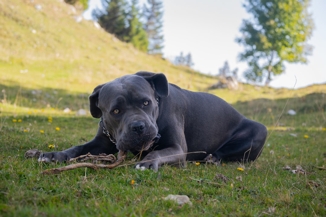 Understanding the Cane Corso: A Comprehensive Guide