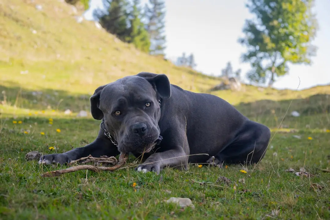 Understanding-the-Cane-Corso-A-Comprehensive-Guide Talis Us