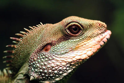 Caring-for-Your-Chinese-Water-Dragon Talis Us