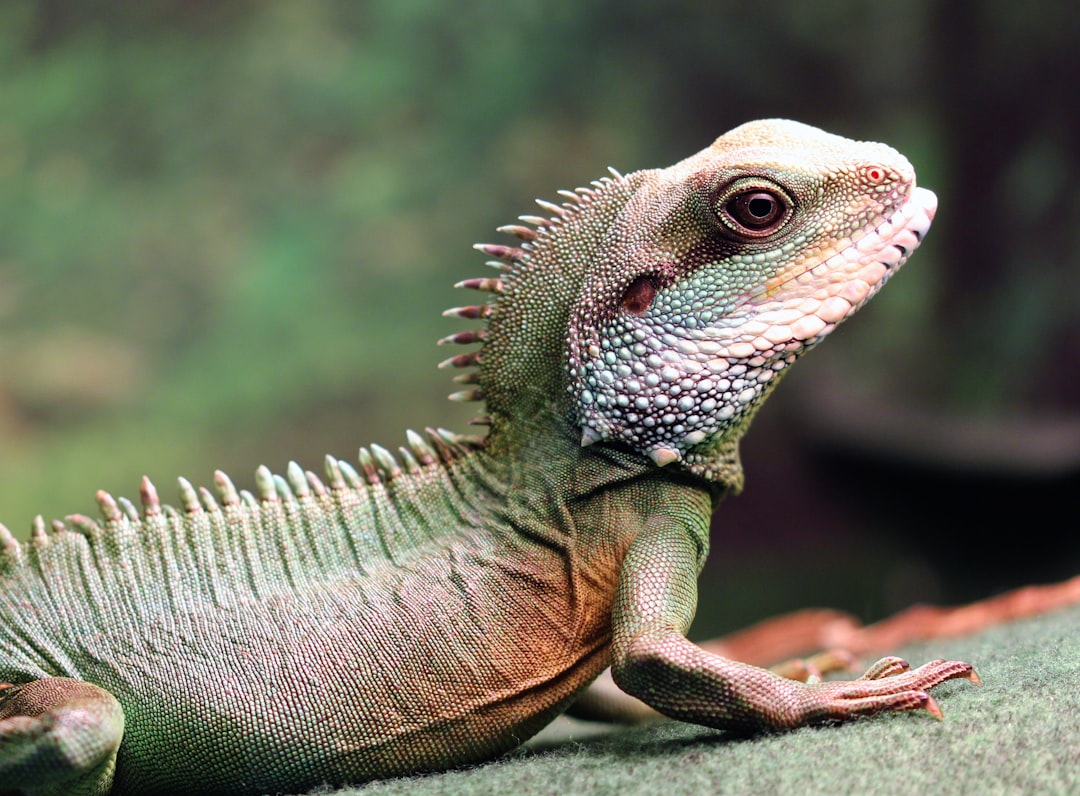 Discover Top Rated Heat Lamps for Reptiles – Optimal Choices